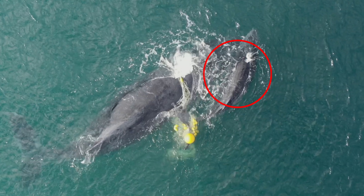 A whale and her calf have become trapped in shark nets off Wurtulla. Source: Stephen Larder