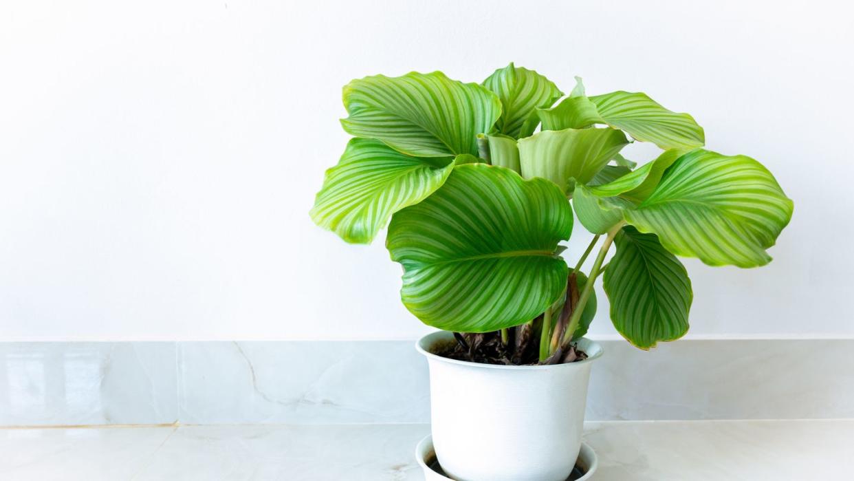 calathea orbifolia the leaves are in white pots, in the room decorated with white walls