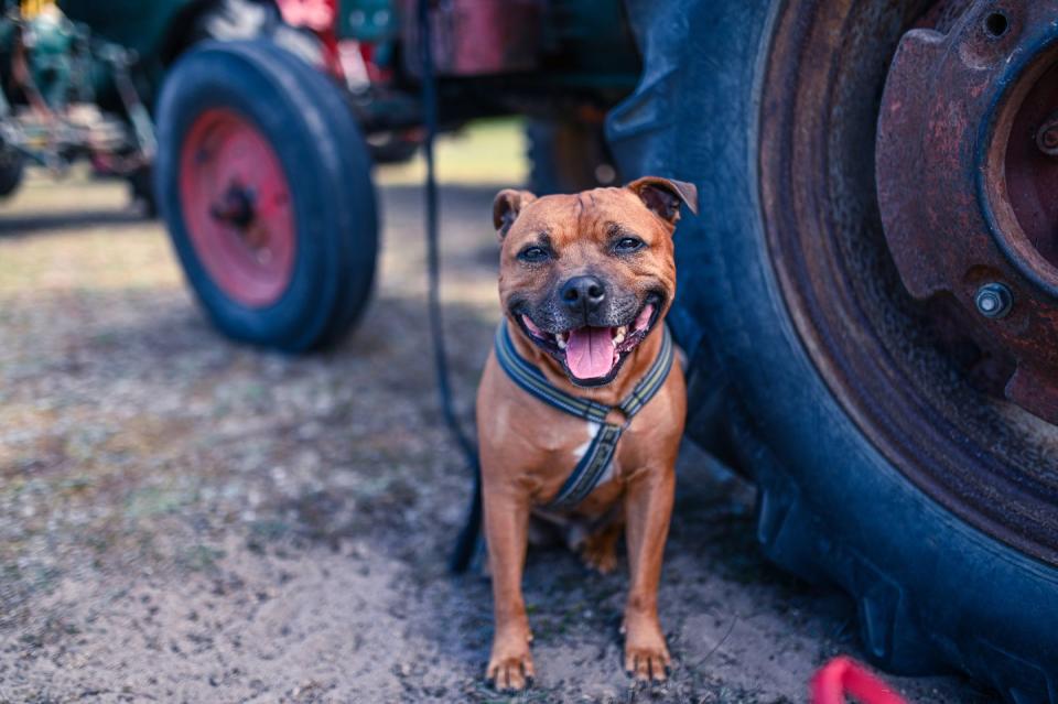 Staffordshire Bull Terrier