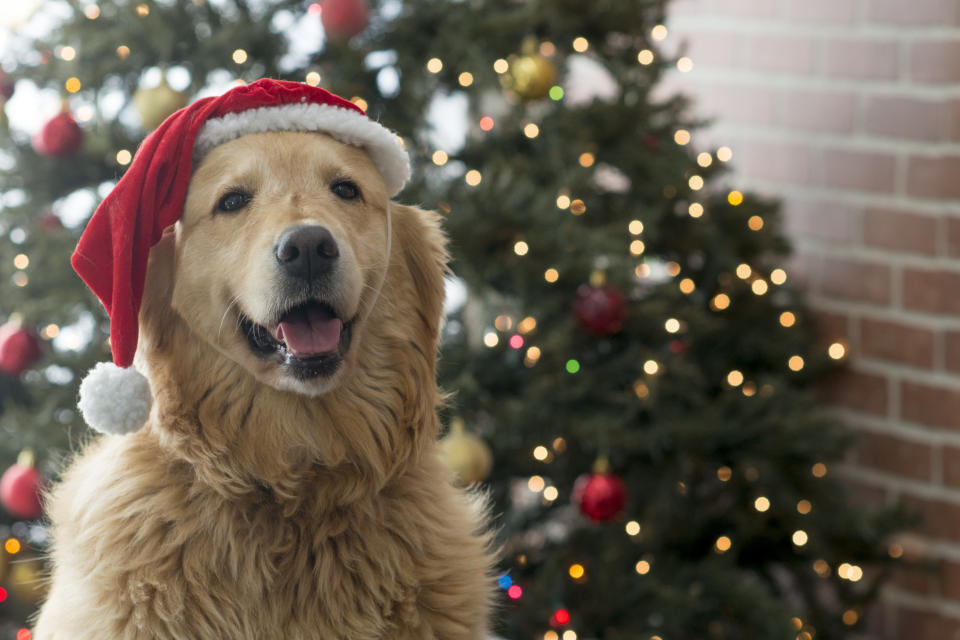 what happens if my dog eats my christmas tree