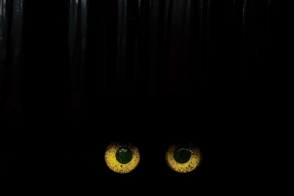 An illustration of Bigfoot eyes, glowing in the dark woods.