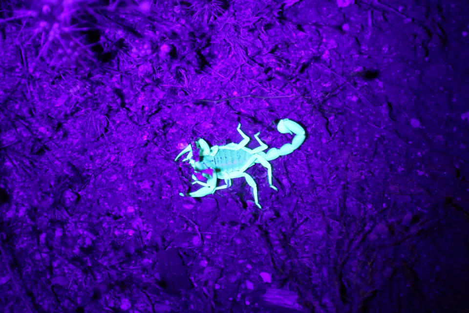 Scorpions glow under ultraviolet lights