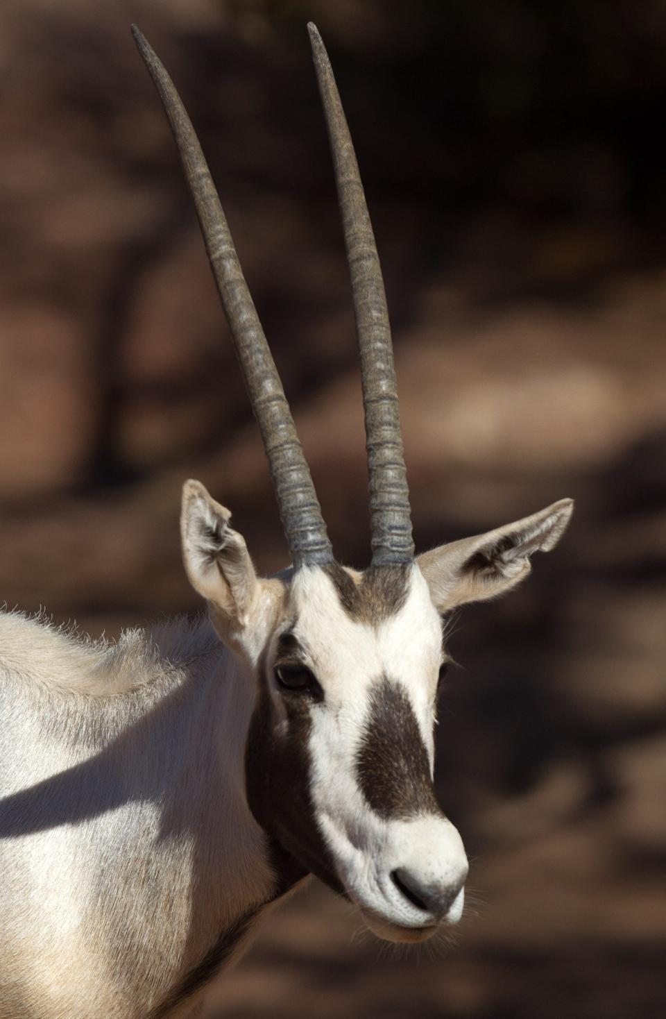 'Operation Oryx' at the Phoenix Zoo: In 1963, the Phoenix Zoo launched its famous "Operation Oryx" program, in which five of the nearly extinct animals were brought to the zoo for one of the first captive-breeding programs in history. More than 200 have been born since then.