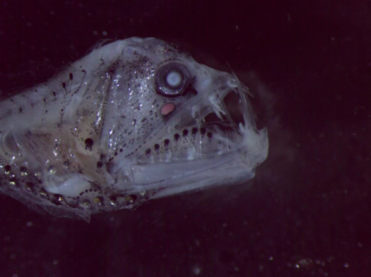 fish that looks like alien