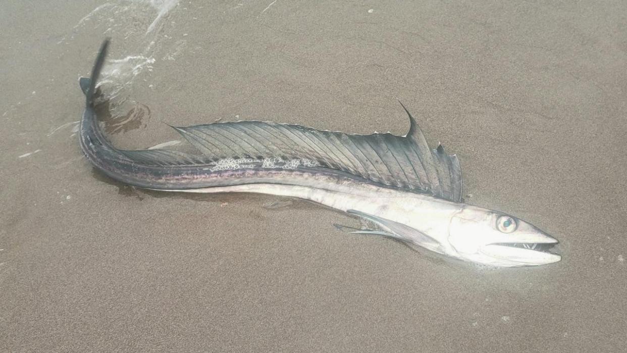  A lancetfish lying on the sand on a beach in Oregon  