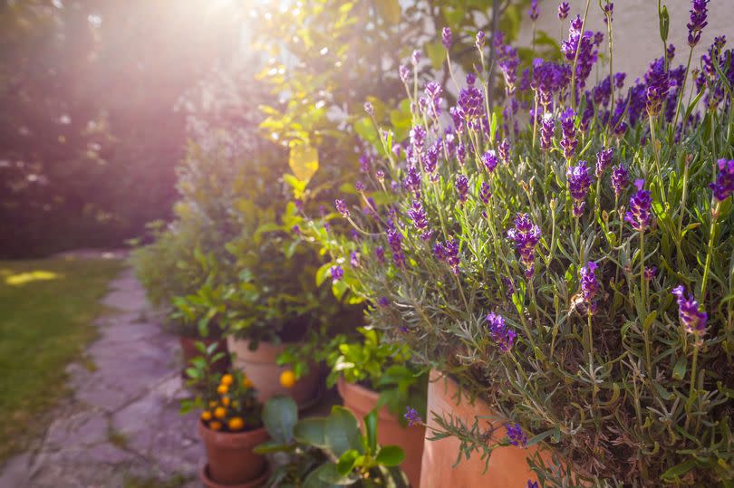 Lavender plant