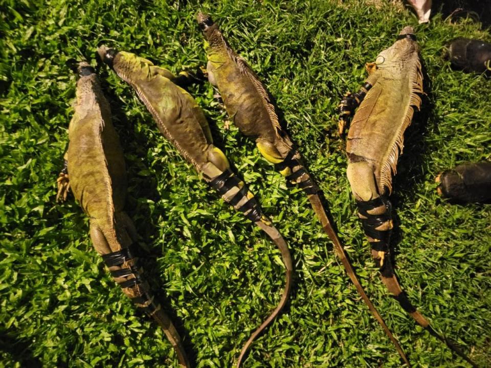 高雄市農業局委託專業團隊抓捕綠鬣蜥，今年截至目前抓了4900隻。（圖：高雄市農業局提供）