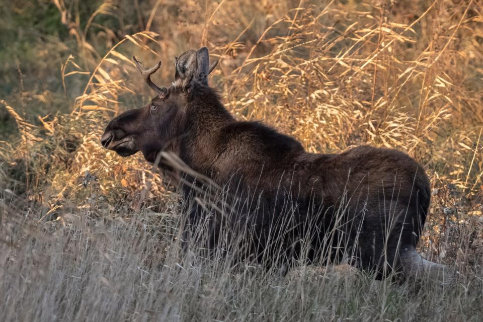 While the moose has been referred to by several names such as “Bullwinkle,” the name that has stuck is “Rutt," inspired by the movie “Brother Bear,” chosen by Holly Stang, who saw a moose for the first time in her life.