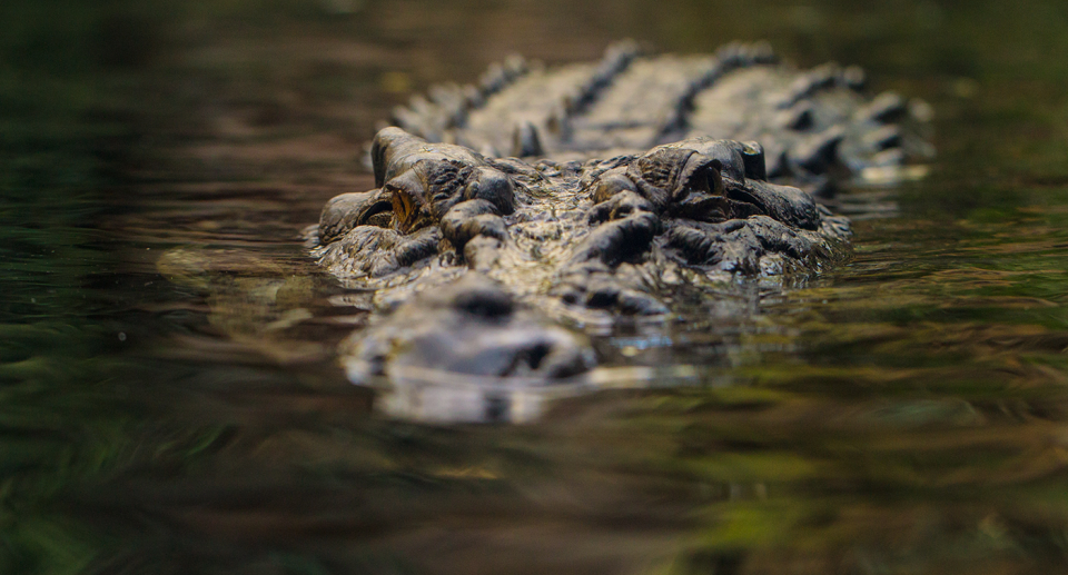 A crocodile in the water as authorities reveal a teen was killed by one of the animals in Queensland's far north. 