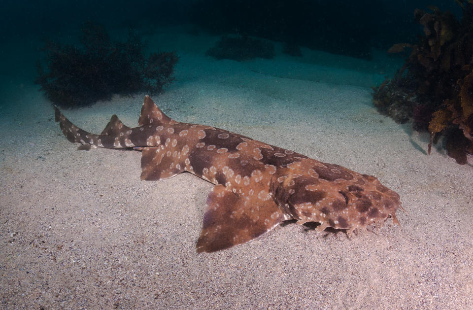 The Wobbegong may not be rescued from the frisbee. Source; Getty Images, file