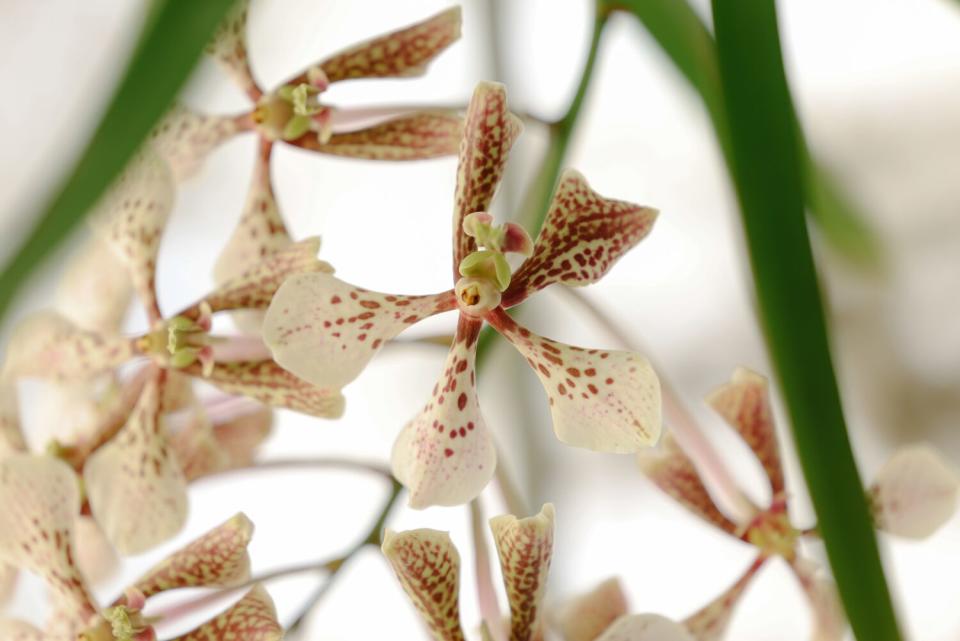 The flower of a white Vanda Ellen Noa orchid