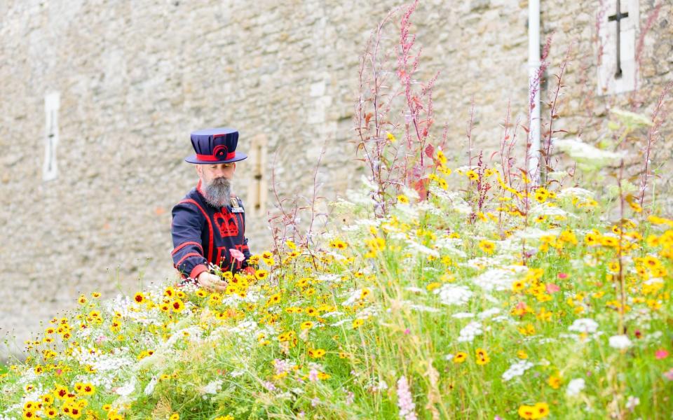 The moat is being transformed into a wildflower meadow to celebrate the 70-year reign of the Queen - Richard Lea-Hair/Historic Royal Palaces