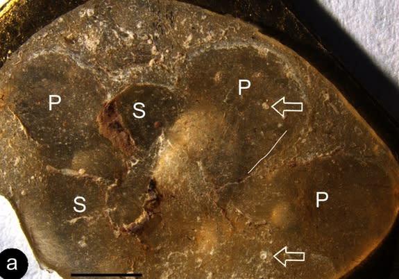 Euanthus panii, possibly the world's oldest flower fossil.