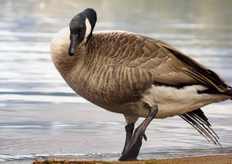 Kevin the Goose relied on the kindness of strangers to eke out a life on the shores of Lake Okanagan. He was well fed but ultimately taken down by an unmuzzled mutt.