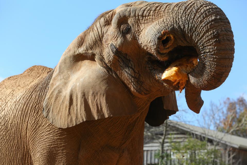 Zoo Knoxville has recently been “smashing” in several ways ‒ quite literally, with African elephants Edie and Tonka, and figuratively, with president and CEO Lisa New’s appointment as board chair for the global nonprofit Association of Zoos and Aquariums.