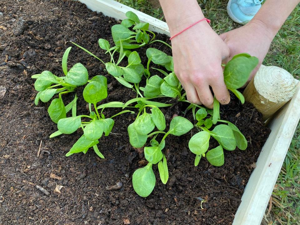 Woman's hand planting baby spinach in a garden bed