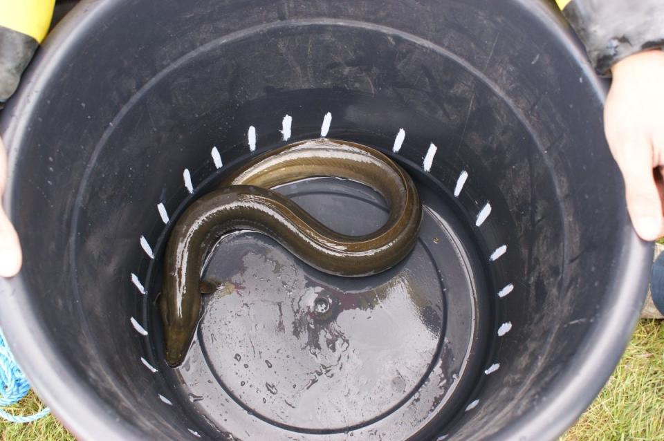 A European eel (Anguilla anguilla). A 2023 study found that 44% of the grilled, barbequed unagi (eel) sushi samples in North America tested by researchers at the University of Exeter was in fact from critically endangered European eels, whose export from Europe has been illegal since 2010.