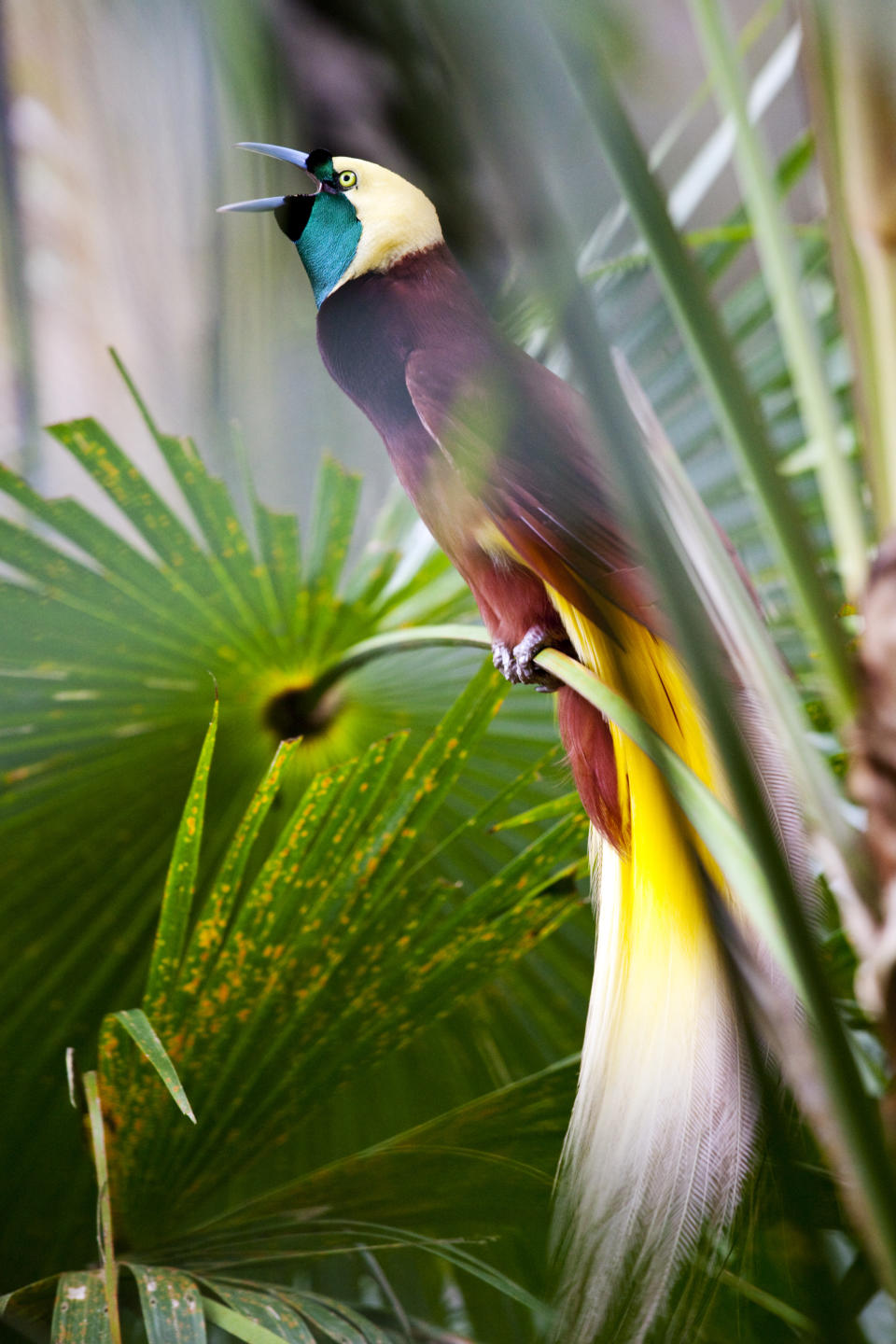 The flower is named after the bright bird of paradise. Photo: Getty