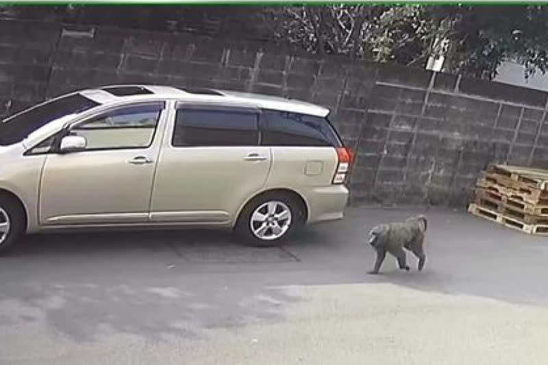 ▲新竹六福村動物園的東非狒狒逃脫至桃園平鎮區振興里，被民眾目擊。（圖／臉書社團《路上觀察學院》）