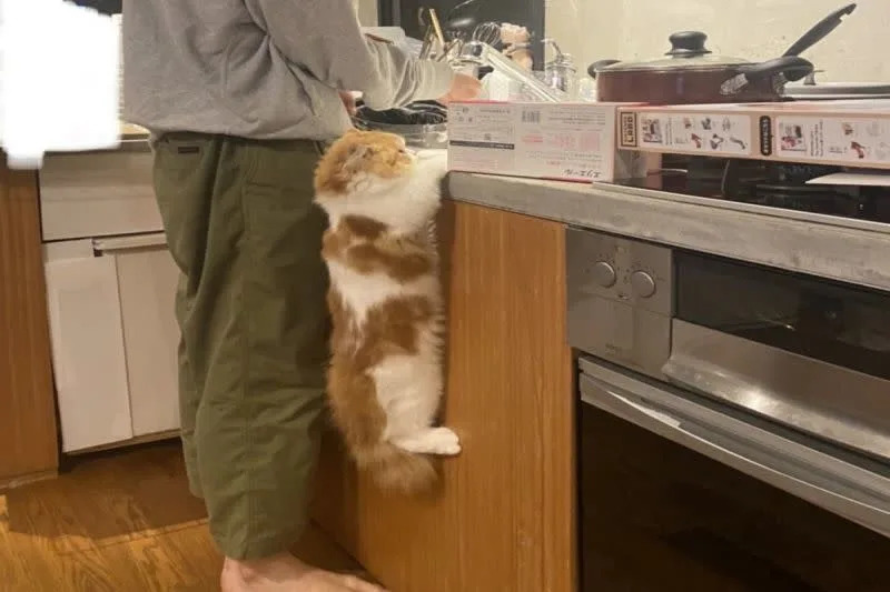 ▲日本一隻貓咪在奴才洗碗時，在一旁「引體向上」。（圖／推特帳號dairy_nowanowa）