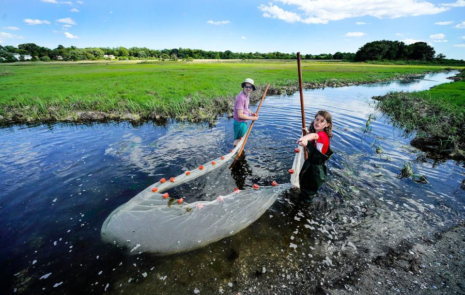 Jon Mitchell, left, of Mystic, Conn., and Daire Currid, right, of Smithfield, use a seine to collect aquatic life at Jacob's Point Salt Marsh.