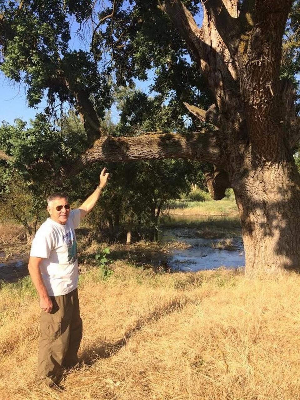 Richard Sloan, founder of RiverTree Volunteers, points toward the branches of an oak tree where he and a couple friends built a three-story treehouse during the summer of 1964. The tree is located at Sycamore Island Park, one of the few areas with managed public access along the San Joaquin River near Fresno.