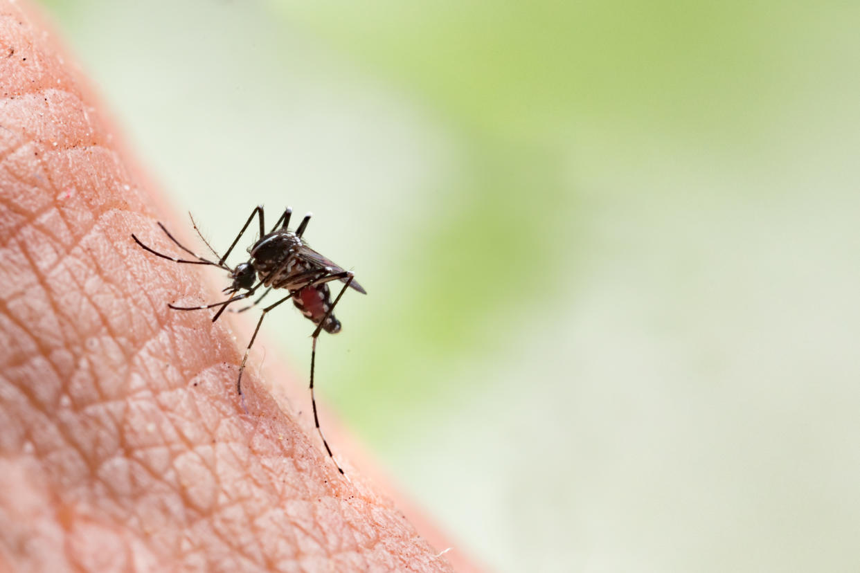 Aedes aegypti Mosquito. Close up a Mosquito sucking human blood.