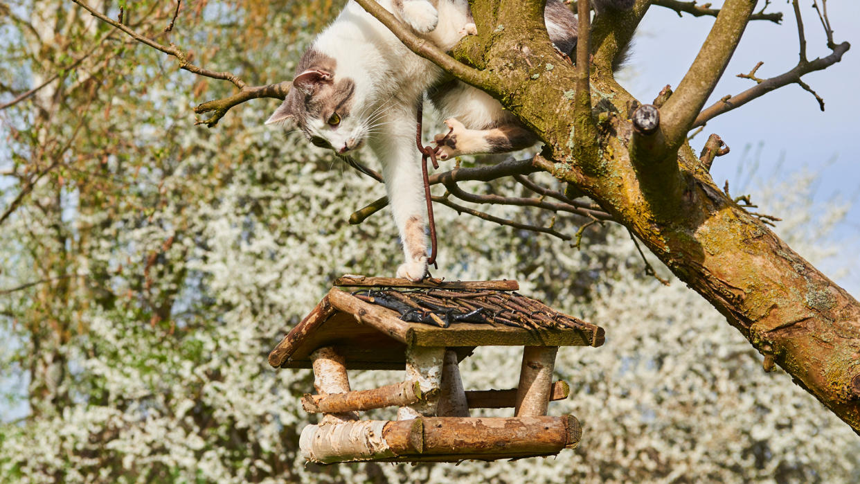 Cat reaching down on to bird feeder