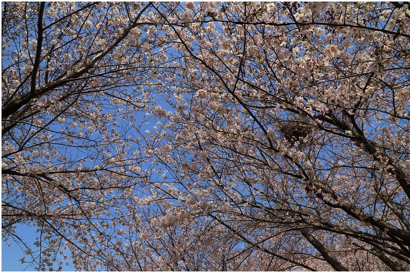 韓國釜山｜大渚生態公園30浬櫻花路、洛東江金黃油菜花