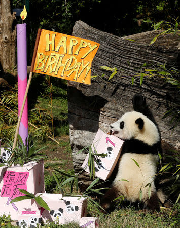 Giant Panda cub Fu Ban carries a parcel containing food on its first birthday at Schoenbrunn Zoo in Vienna, Austria August 7, 2017. REUTERS/Heinz-Peter Bader