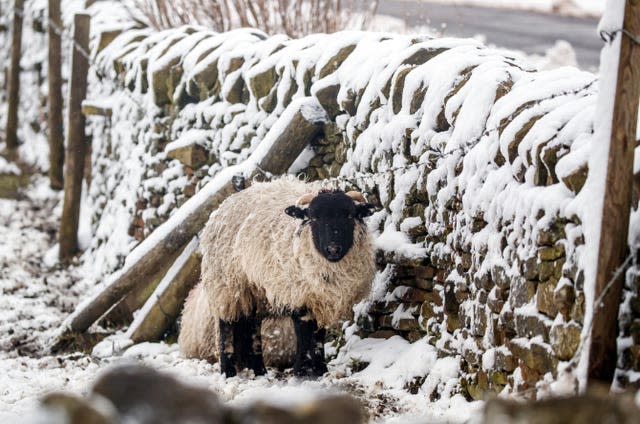 Sheep shelter near Millhouse Gree