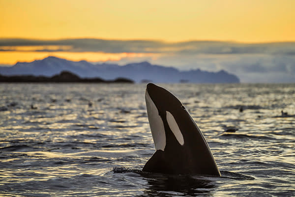 Las orcas llegan a comer hasta 227 kilogramos de comida al día. Foto: Michael Weberberger / Getty Images.