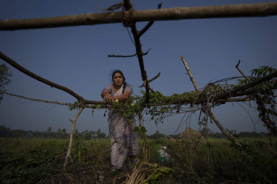 Meerabi Chunduru an avid practitioner and advocate of natural farming techniques, works at her farm in Aremanda village in Guntur district of southern India's Andhra Pradesh state, Sunday, Feb. 11, 2024. Chunduru said she switched to the practice after her husband’s health deteriorated, which she believes is because of prolonged exposure to some harmful pesticides. (AP Photo/Altaf Qadri)