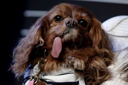 Internet dog Toast arrives for the 20th Annual Webby Awards in Manhattan, New York, U.S., May 16, 2016. REUTERS/Mike Segar/File Photo