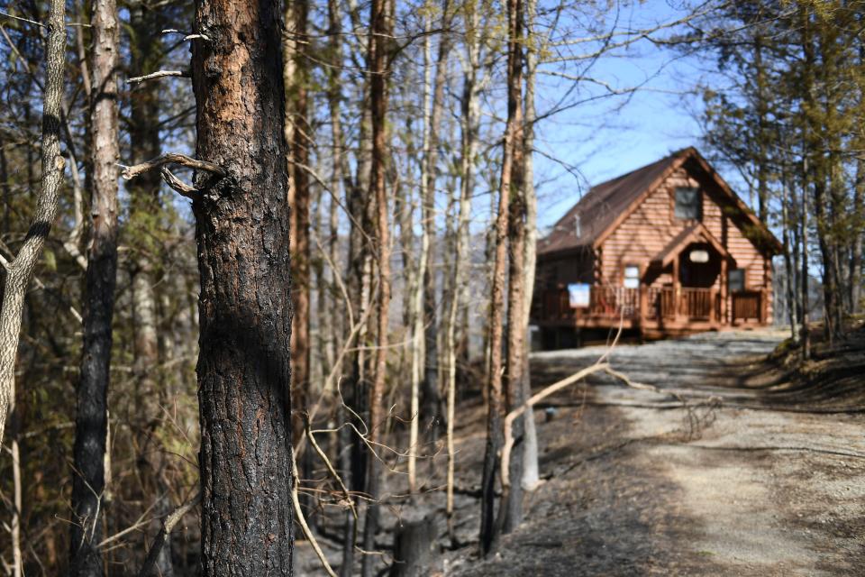 A tree with scorch marks on on Sunday, April 3, 2022 show where the Hatcher Mountain fire reached near a cabin near Valley Springs Way. 