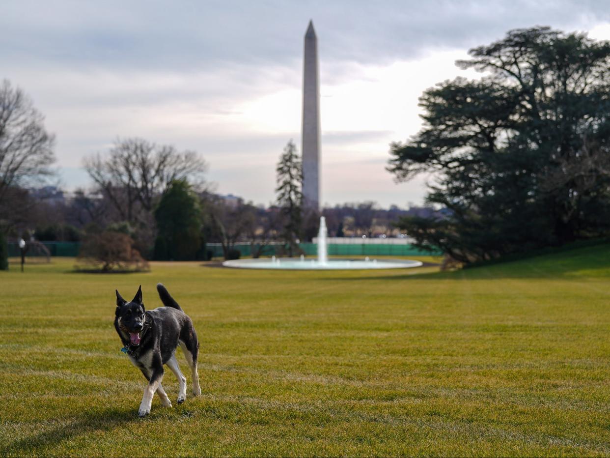 A handout photo made available by the White House shows First Dog Major outside the White House, in Washington, DC (EPA)