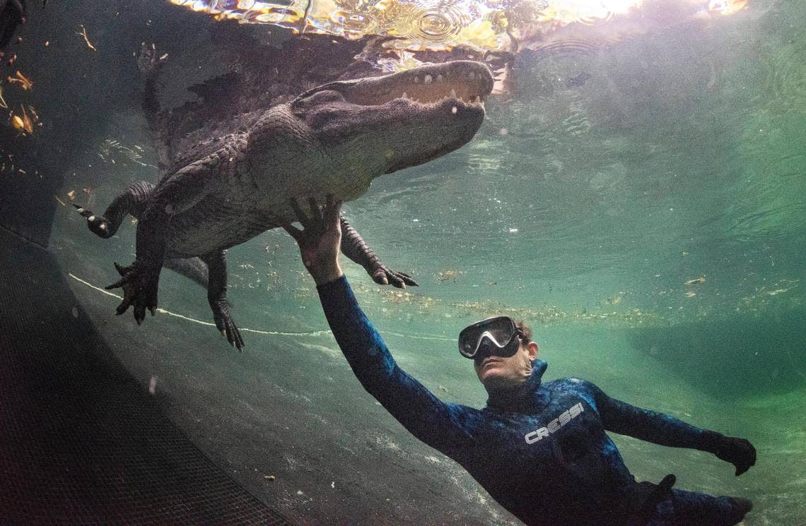 Chris Gillette, wildlife biologist and alligator trainer, poses with Casper after an Underwater Gator Tour at the Everglades Outpost with alligators he has trained inside an enclosure on Friday, June 10, 2022 in Homestead, Fla. Gillette rescues wild alligators, so he knows how to handle them if something goes wrong. Gillette rescued Casper and has trained him to listen to certain commands. However, he emphasizes his experience because even though he has trained alligators, this doesn’t mean their natural instincts wouldn’t kick in.