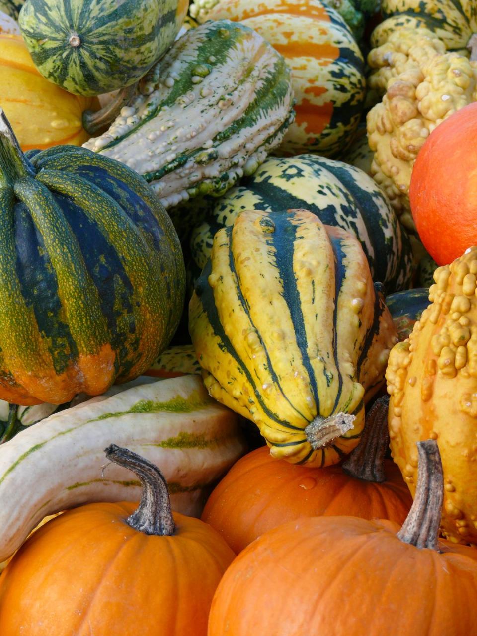 Pumpkins, squash and gourds are all technically the same species.