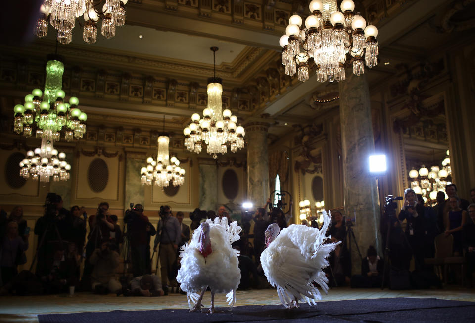 Peas and Carrots, the national Thanksgiving turkey and its alternate, are shown to members of the media during a press conference held by the National Turkey Federation, Nov. 19, 2018, at the Willard Hotel in Washington, D.C. (Photo: Win McNamee/Getty Images)