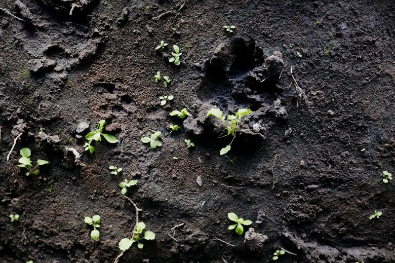 A lioness footprint is seen in the mud at the Munjiriri cave near Nairobi