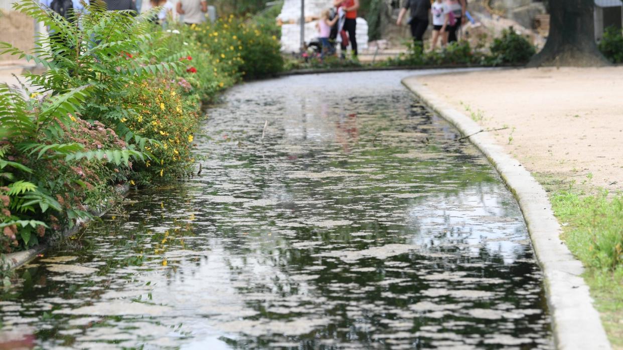 In diesem Wassergraben am Kamelgehege des Frankfurter Zoos ist ein zweijähriger Jungen ertrunken. Foto: Arne Dedert