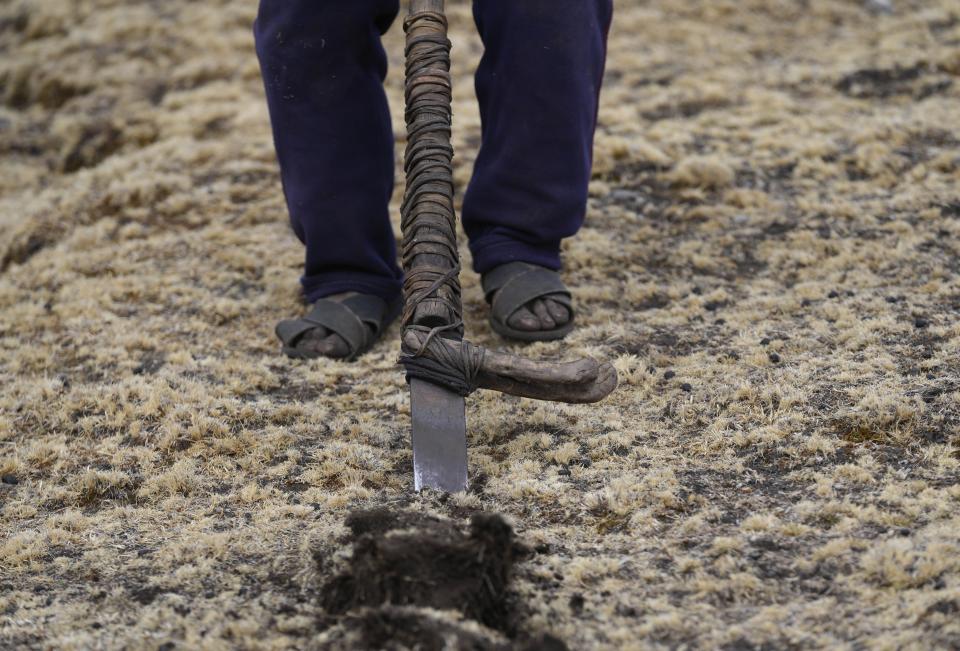 A man turns over the soil for planting potatoes at the Cconchaccota community in the Apurimac region of Peru, Saturday, Nov. 26, 2022. Because of the ongoing drought, the planting of potatoes, which is the only crop that grows in the village has been delayed, leading many to expect food shortages in the coming months as residents are already feeding themselves from their dehydrated potato reserves. (AP Photo/Guadalupe Pardo)
