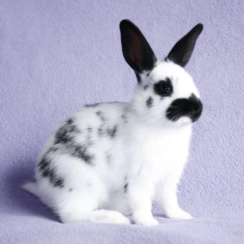 rabbit breeds english spot