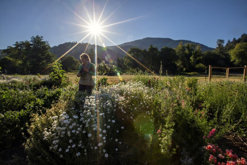 Taylorsville, CA - July 16: Kjessie Essue, 39, (CQ) working in her flower garden on July 16, 2022, in Taylorsville, CA.