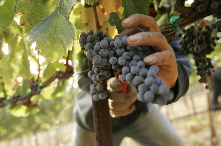A worker pick grapes at a vineyard at Napa Valley winery Cakebread Cellars, during the wine harvest season in Rutherford, California September 12, 2008. Photo taken September 12, 2008.  REUTERS/Robert Galbraith (UNITED STATES)