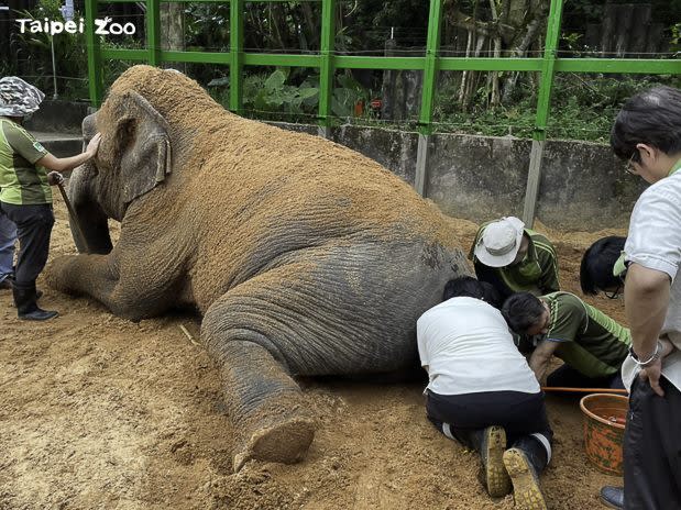 圖片來源 台北市立動物園