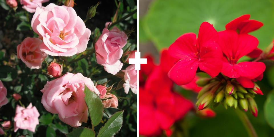 Roses + Geraniums or Chives