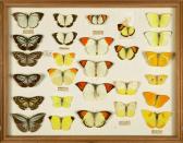 Alfred Russel Wallace’s insects – a rare personal collection, assembled in Southeast Asia, 1854–1862. Wallace, who is credited with the co-discovery of the theory of evolution by natural selection, kept very few of the specimens he collected. (Natural History Museum)