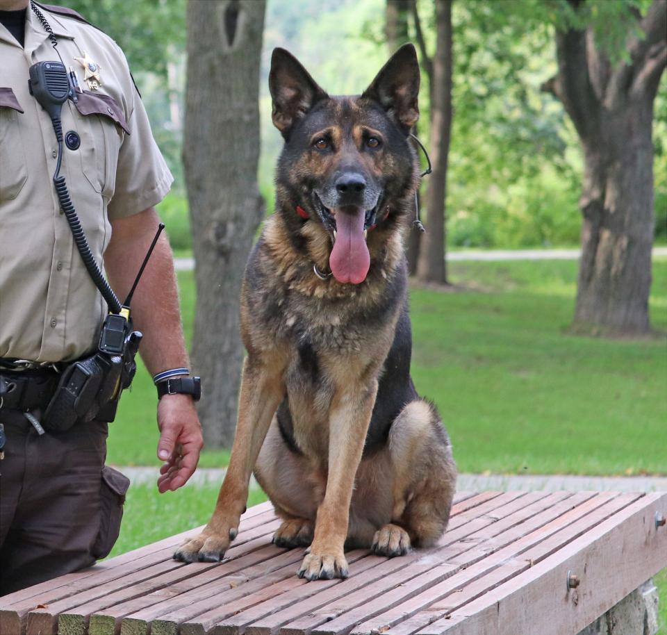 Jango, a 9-year-old German Shepherd, is set to retire shortly after the Minnesota's new marijuana law goes into effect August 1.