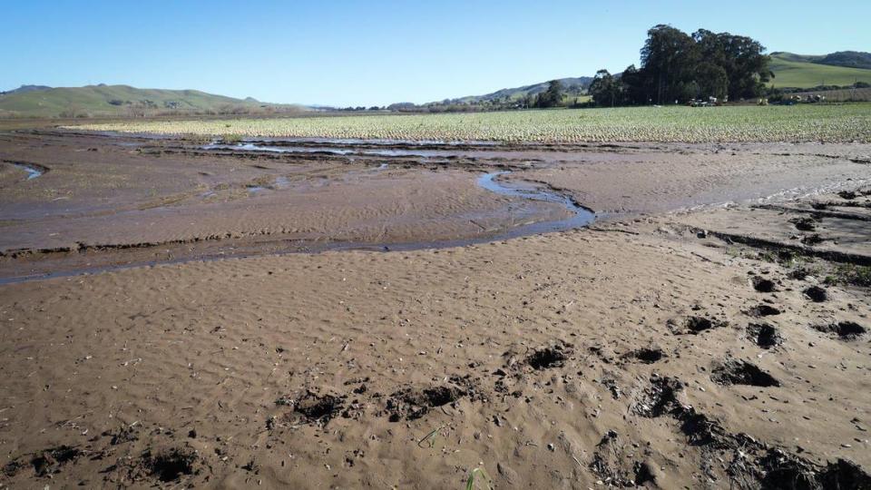 Dave Alford had a field of green head cabbage partially damaged at Turri Ranch by storm water earlier in January as seen here on Jan. 25, 2023. Weeks later, the field remained muddy and waterlogged from the deluge of rain.